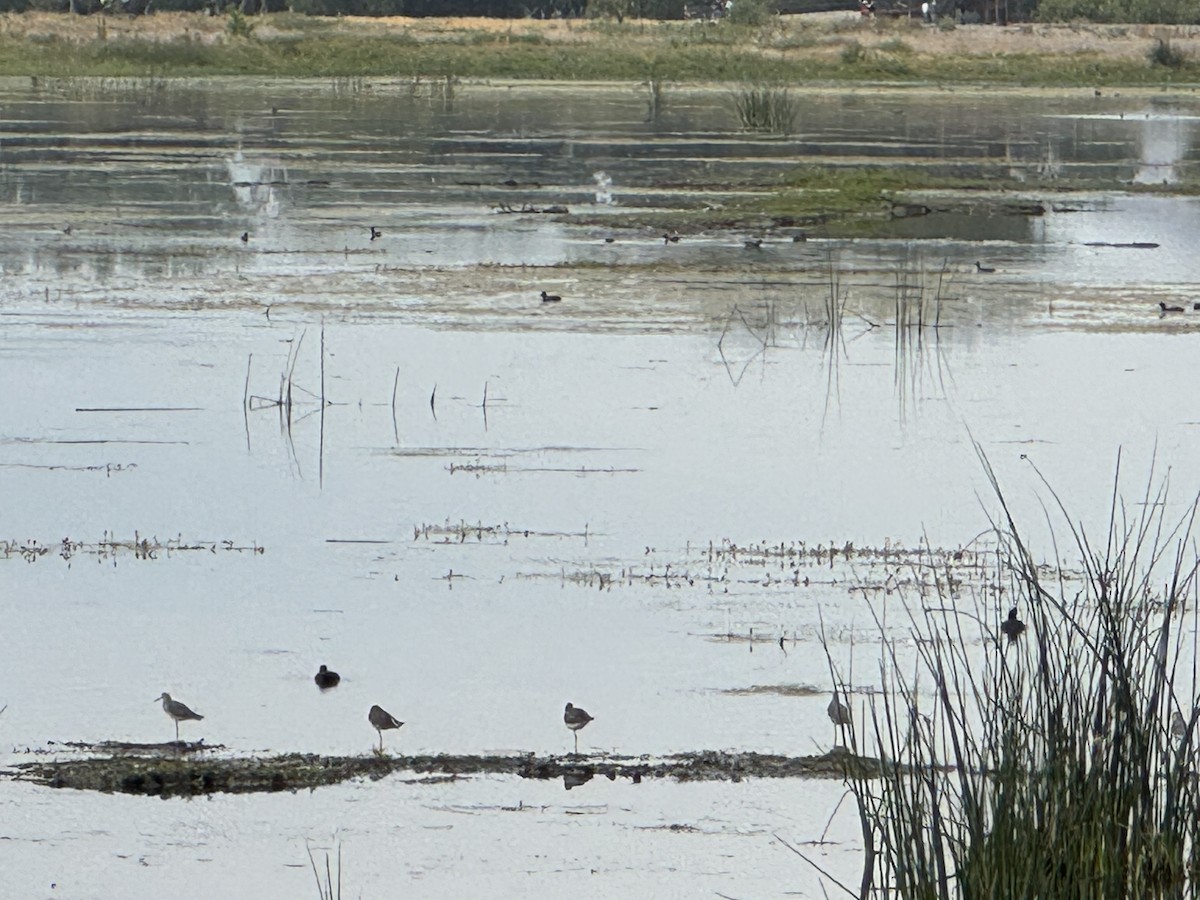 plystresnipe - ML642922226