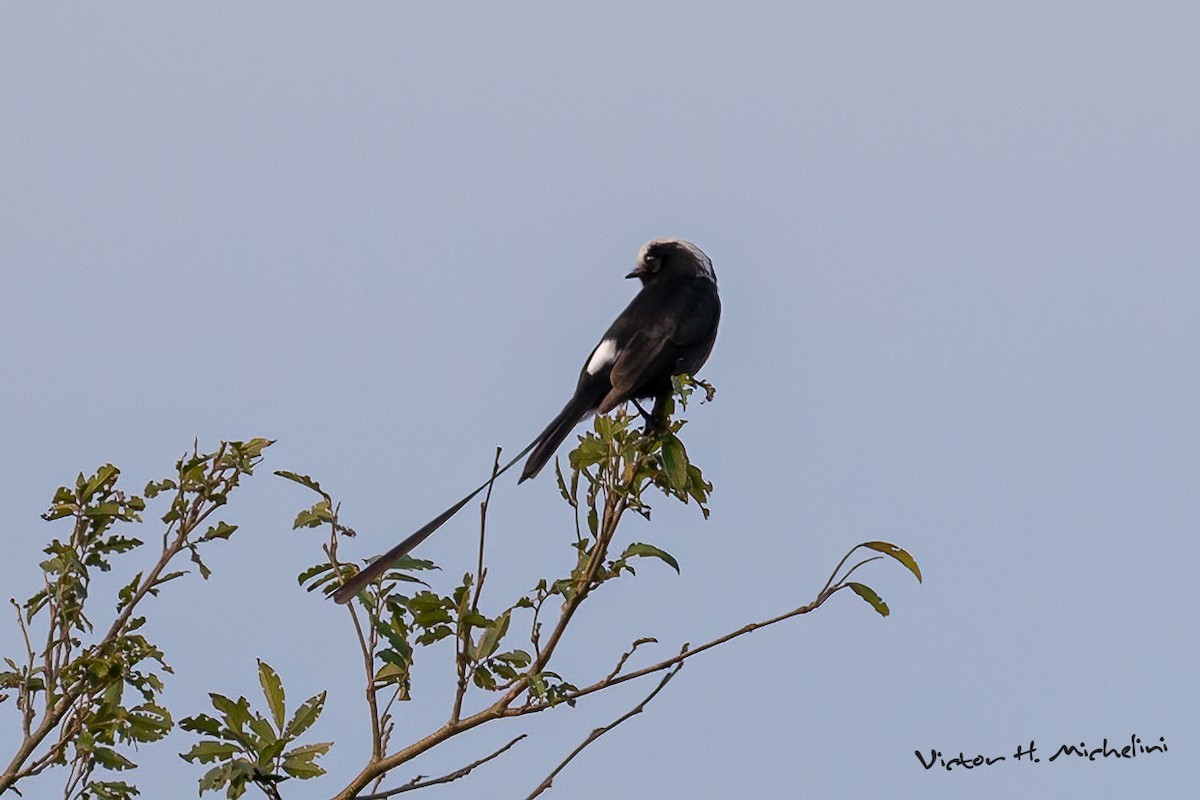 Long-tailed Tyrant - ML642922227
