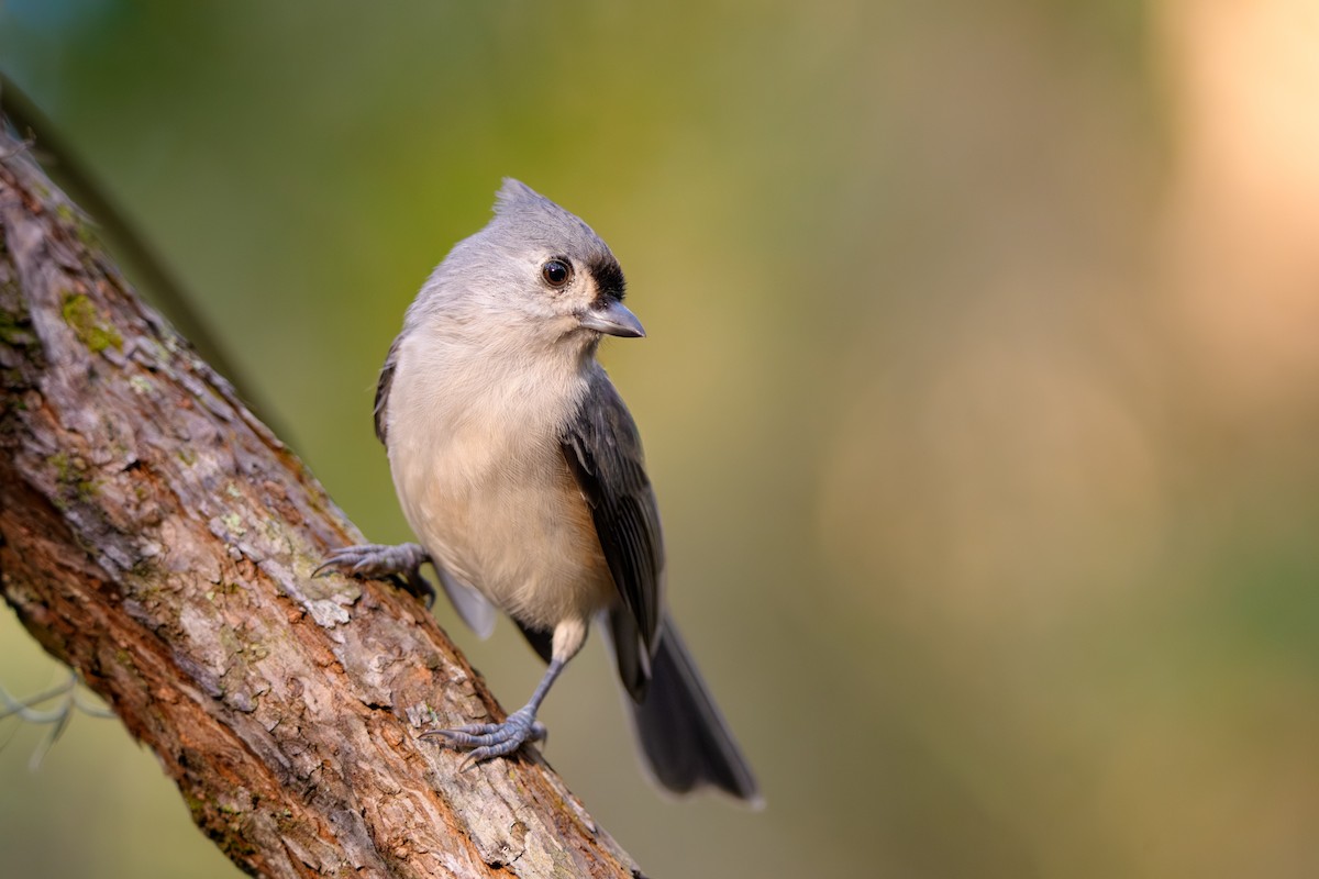 Mésange bicolore - ML642922228