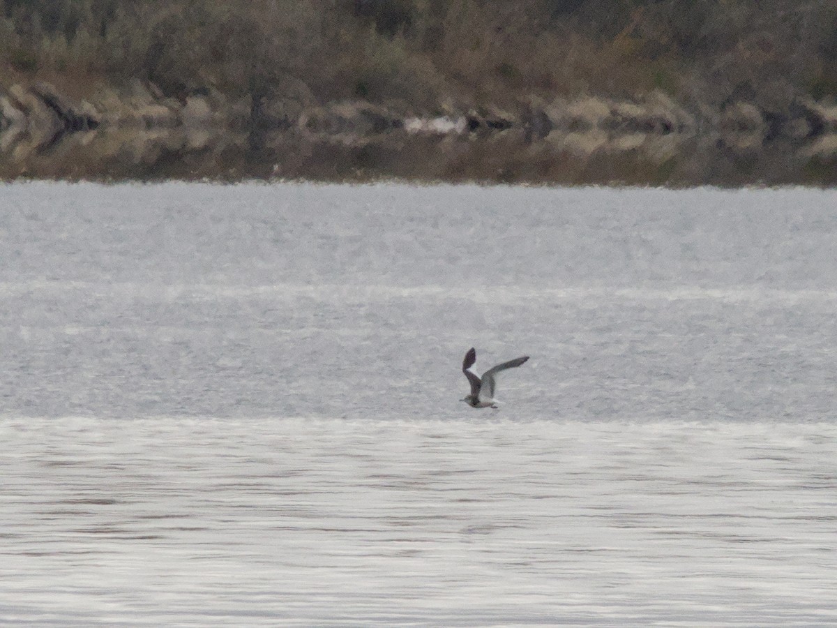 Sabine's Gull - ML642922229