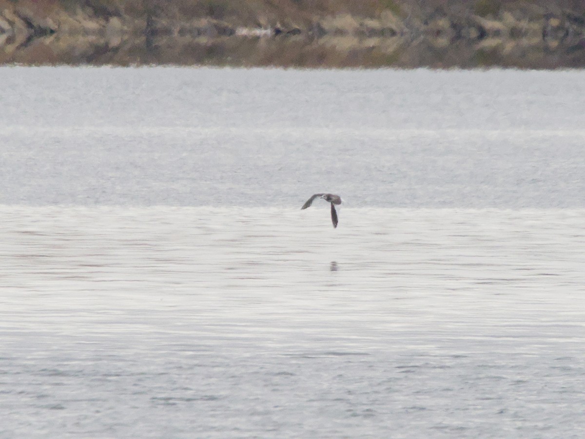 Sabine's Gull - ML642922233