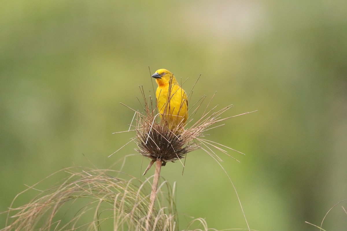 Holub's Golden-Weaver - ML642922234