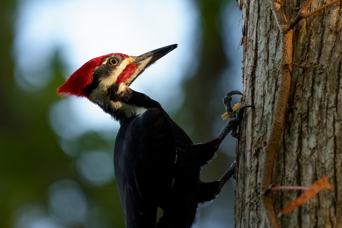 Pileated Woodpecker - ML642922238