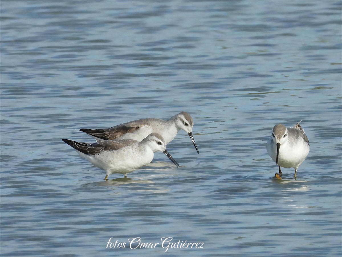 Wilson's Phalarope - ML642922241