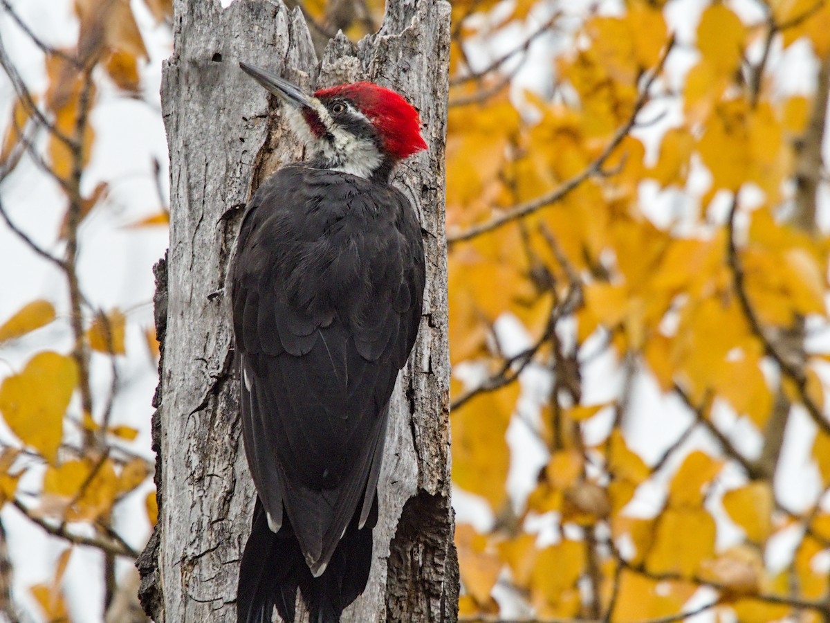 Pileated Woodpecker - ML642922242