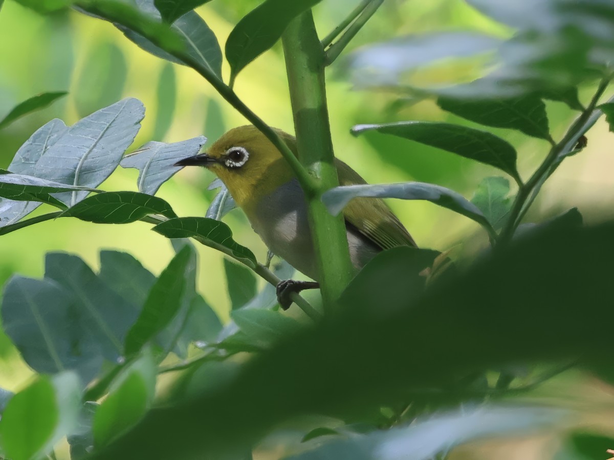 Swinhoe's White-eye - ML642922245