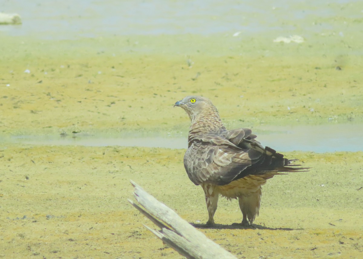 European Honey-buzzard - ML642922249