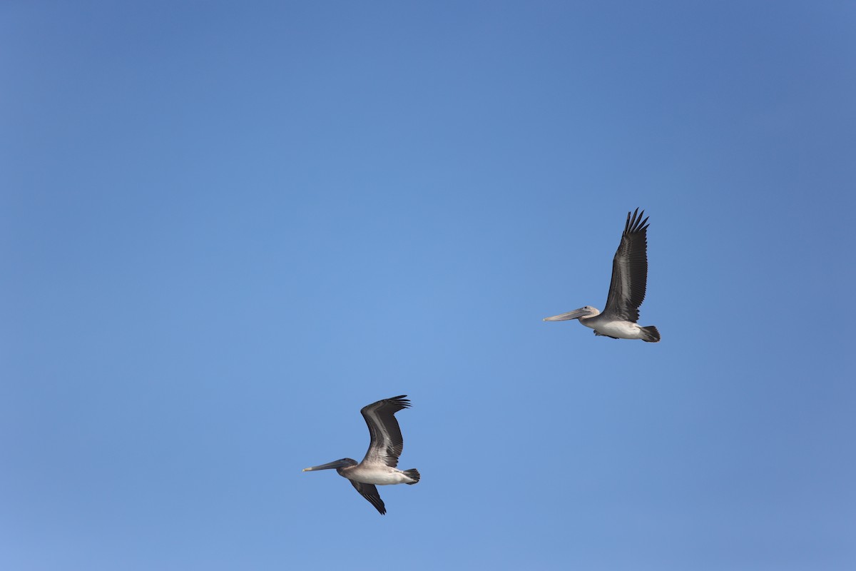 Brown Pelican - ML642922250