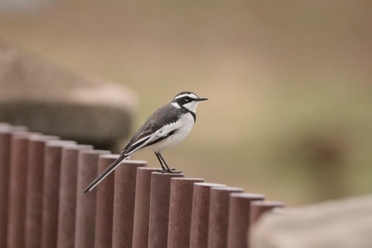 African Pied Wagtail - ML642922254