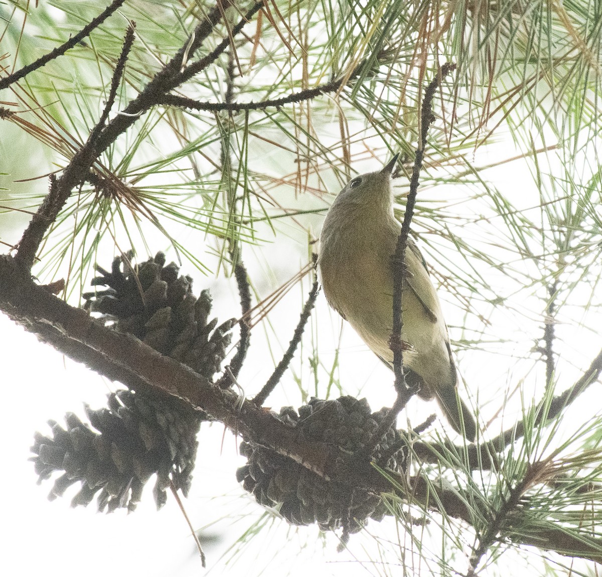 Ruby-crowned Kinglet - ML642922262