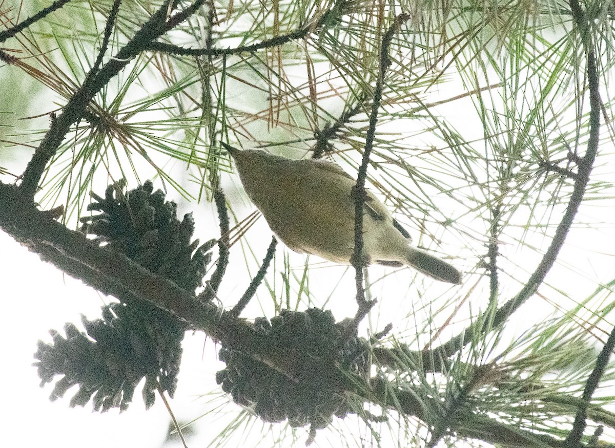 Ruby-crowned Kinglet - ML642922263