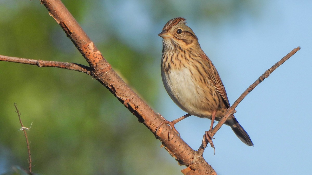 Lincoln's Sparrow - ML642922268