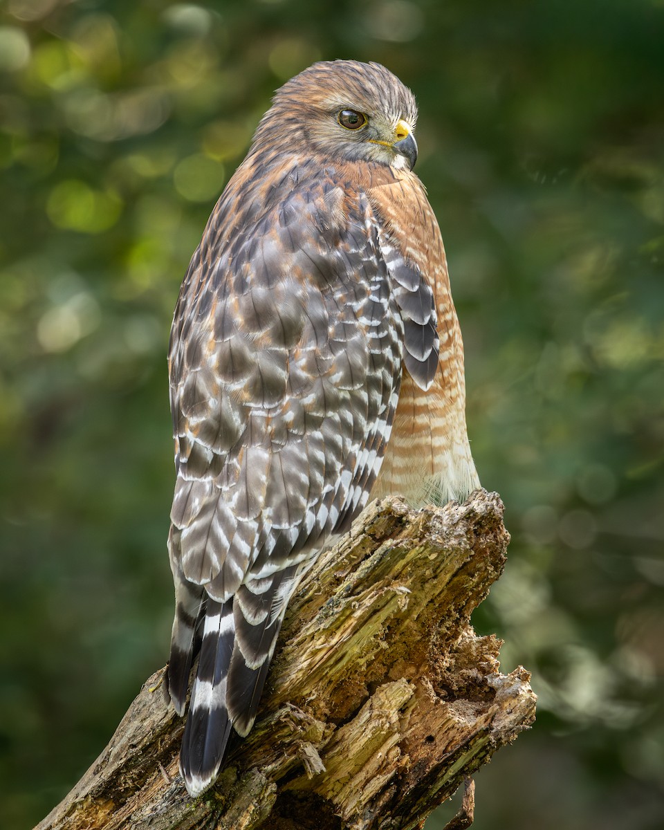 Red-shouldered Hawk - ML642922269