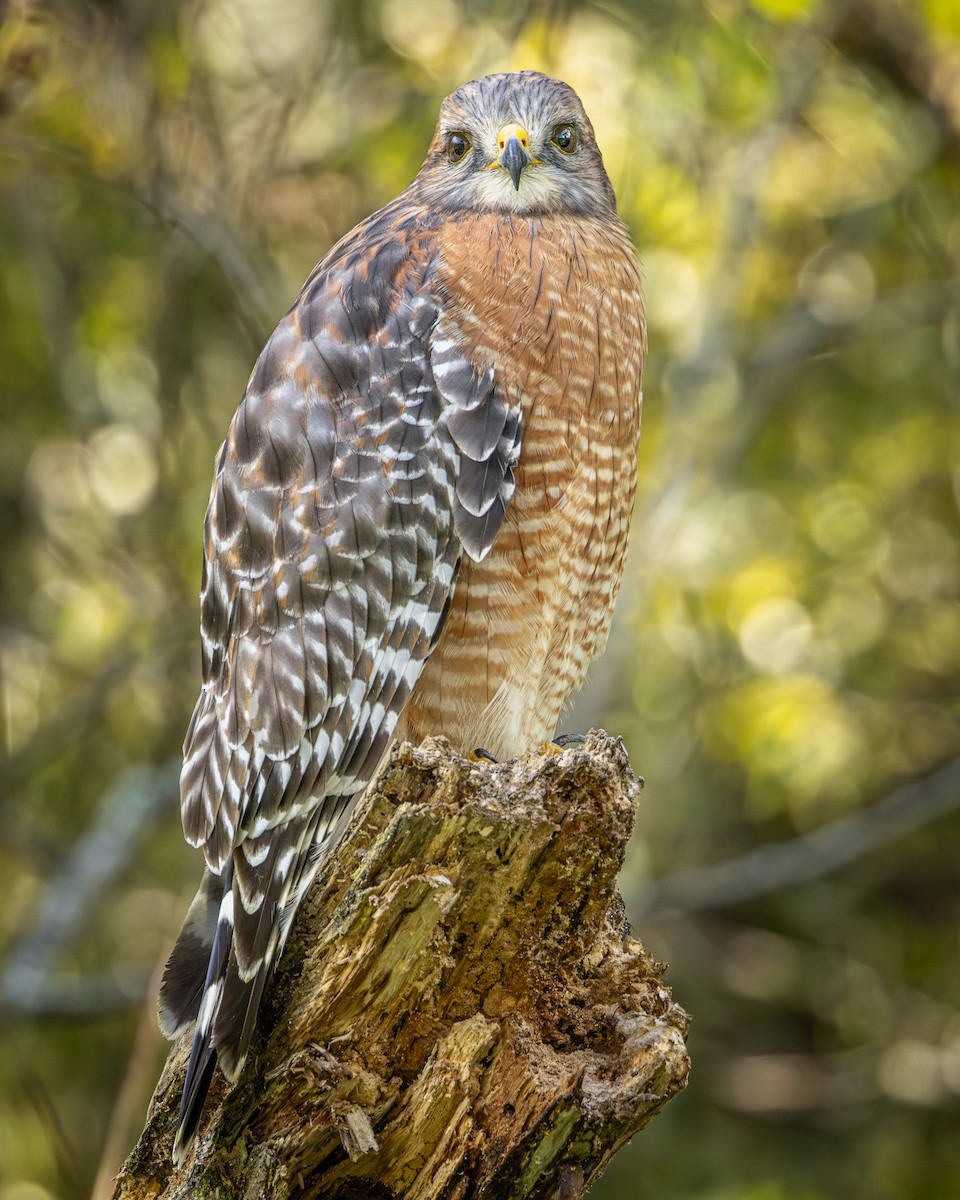 Red-shouldered Hawk - ML642922270