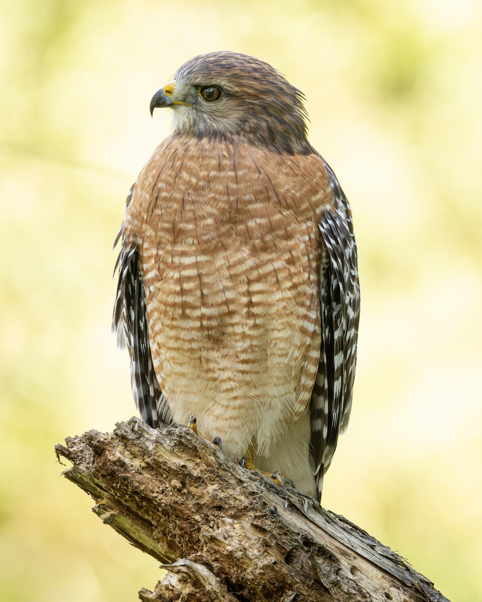 Red-shouldered Hawk - ML642922271