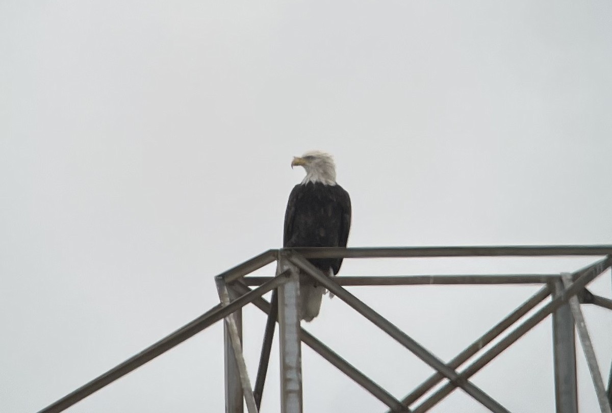 Bald Eagle - ML642922273