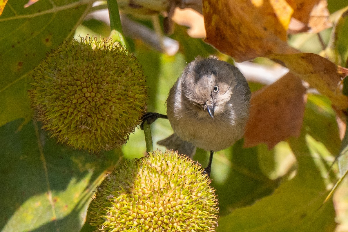 Bushtit - ML642922279