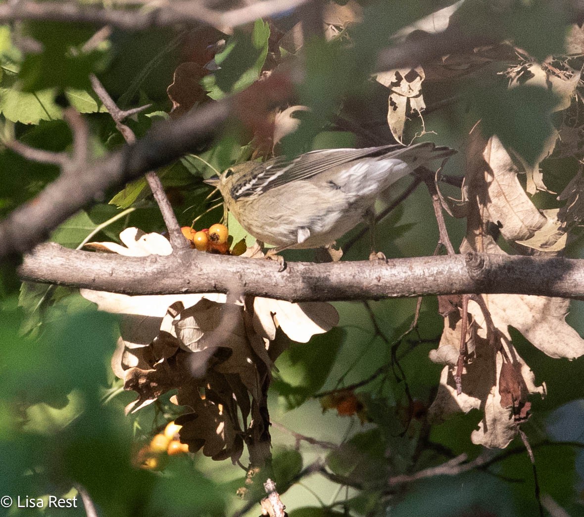 Blackpoll Warbler - ML642922280