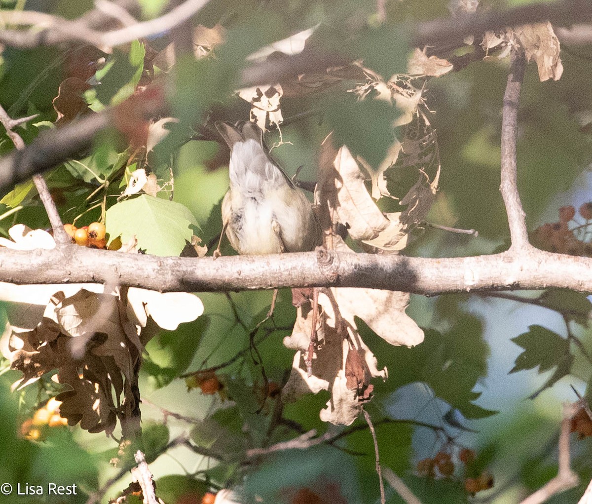 Blackpoll Warbler - ML642922281