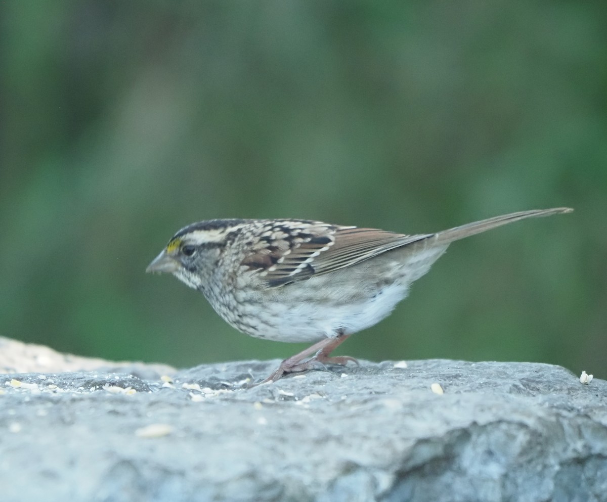 White-throated Sparrow - ML642922285