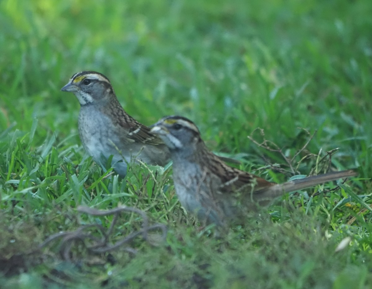 White-throated Sparrow - ML642922289