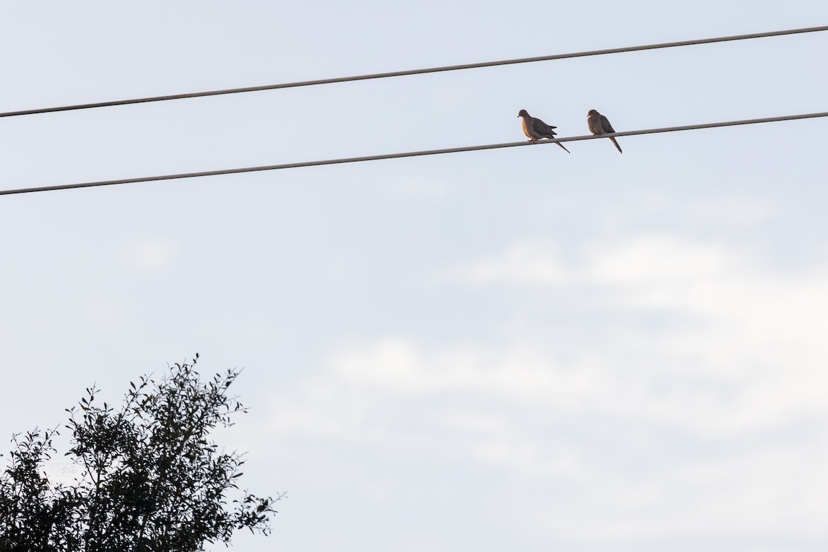 Mourning Dove - ML642922294
