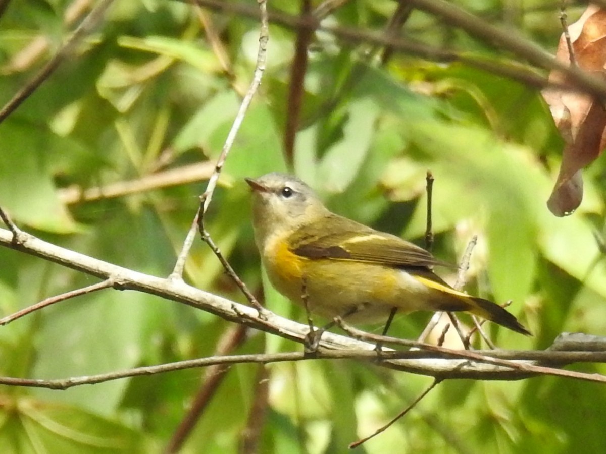 American Redstart - ML642922297