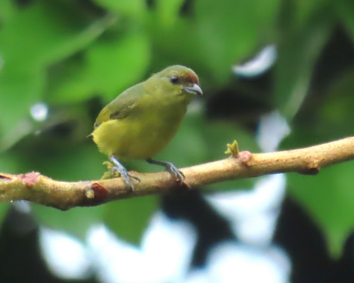 Olive-backed Euphonia - ML642922298