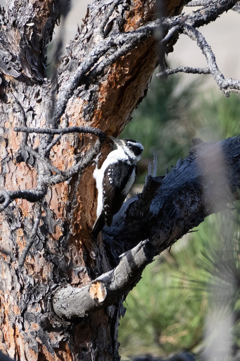 Hairy Woodpecker - ML642922300