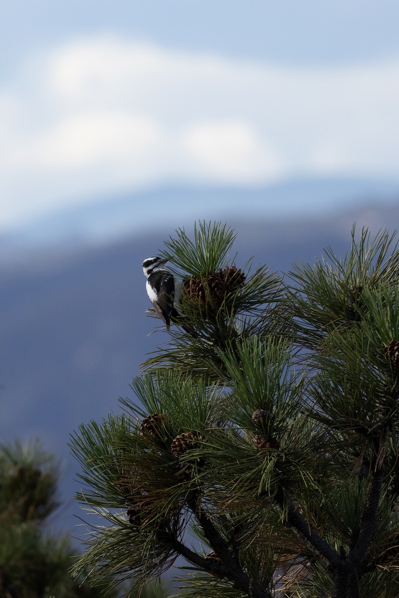 Hairy Woodpecker - ML642922301