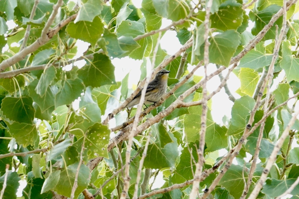 Yellow-rumped Warbler - ML642922303