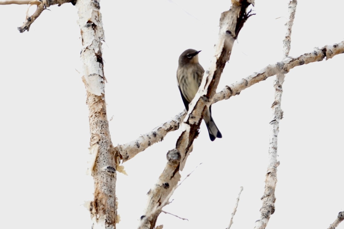 Yellow-rumped Warbler - ML642922304