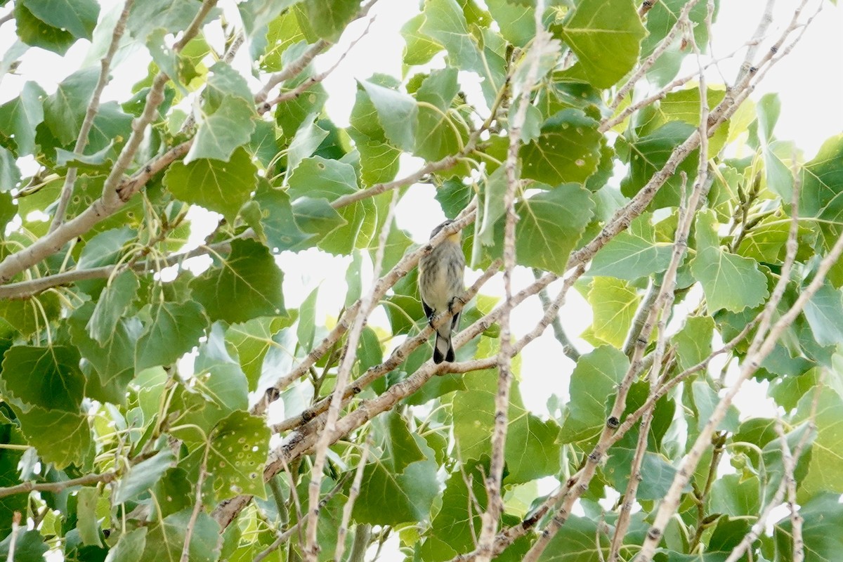 Yellow-rumped Warbler - ML642922305