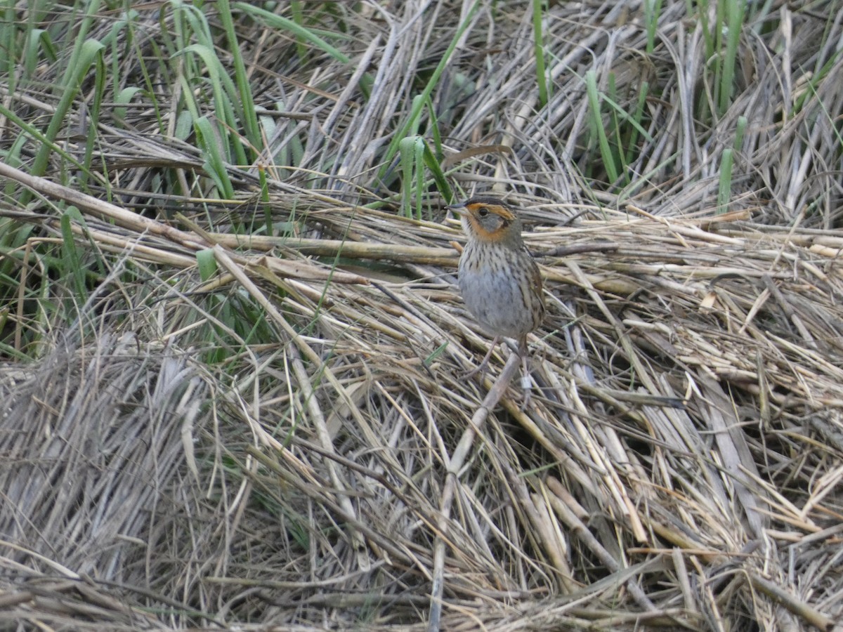 Saltmarsh Sparrow - ML642922306