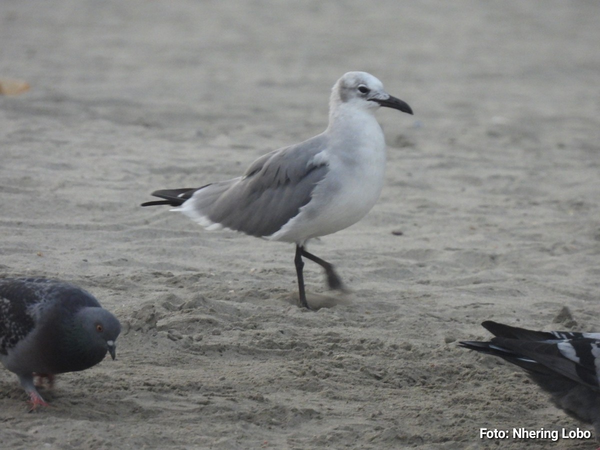 Laughing Gull - ML642922307