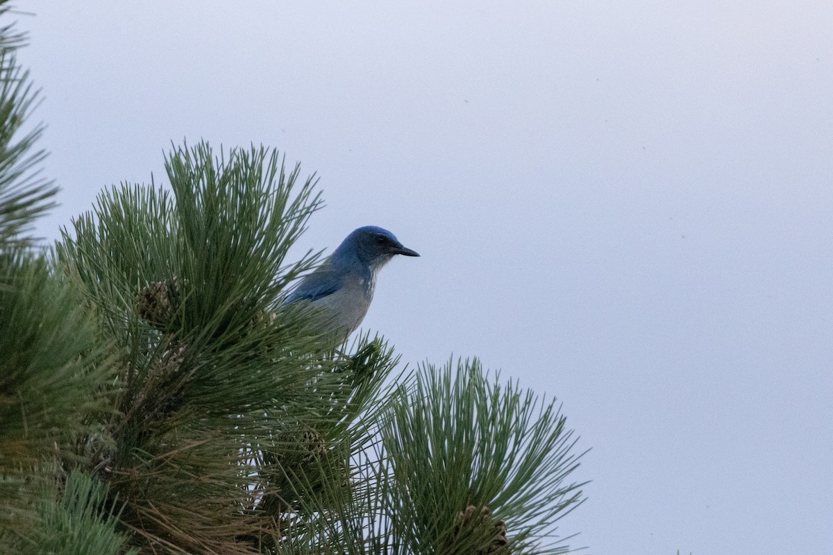 Woodhouse's Scrub-Jay - ML642922309