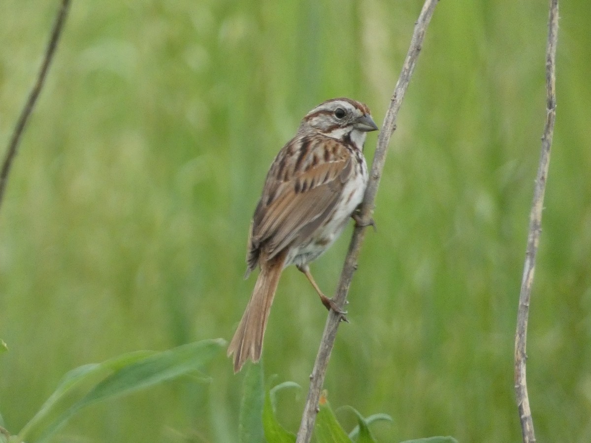 Song Sparrow - ML642922310