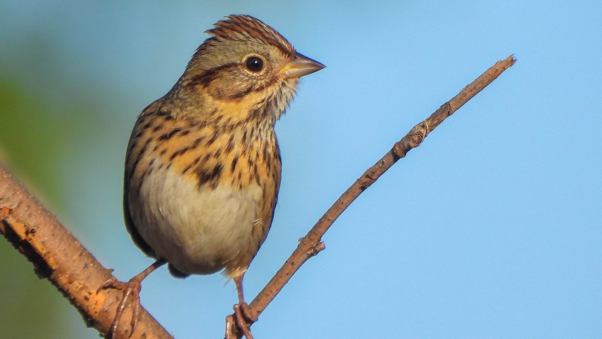 Lincoln's Sparrow - ML642922311