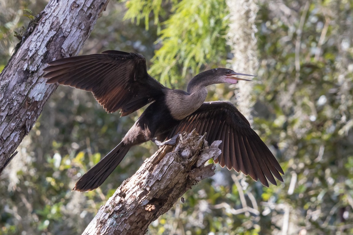 Anhinga - ML642922312