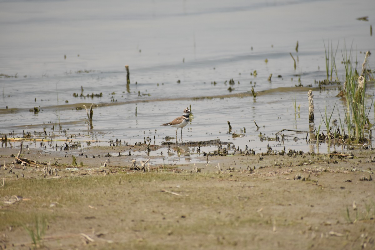 Killdeer - ML642922314