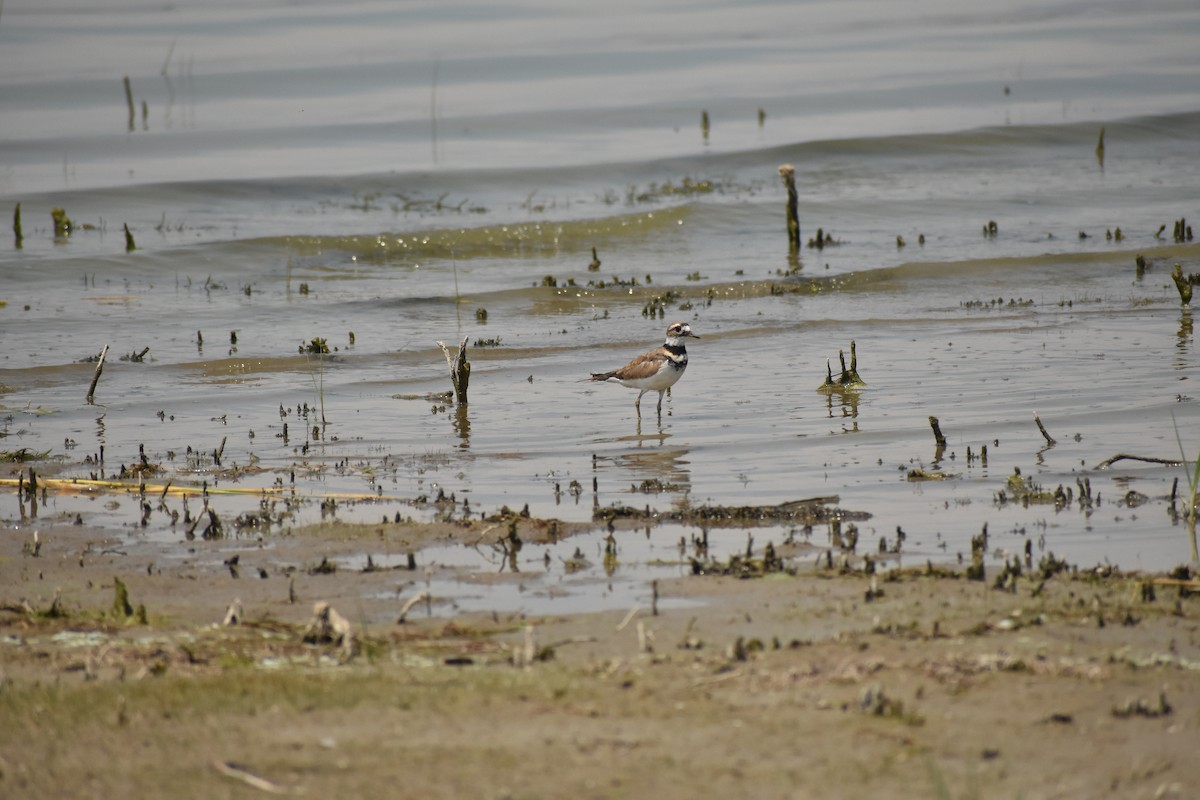 Killdeer - ML642922315