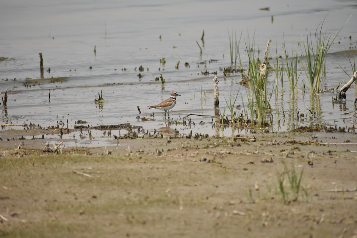 Killdeer - ML642922317