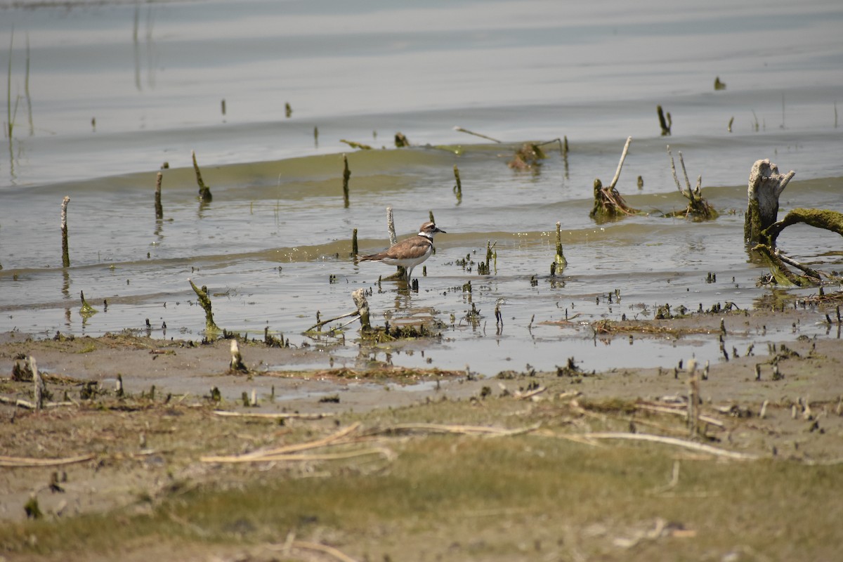 Killdeer - ML642922318