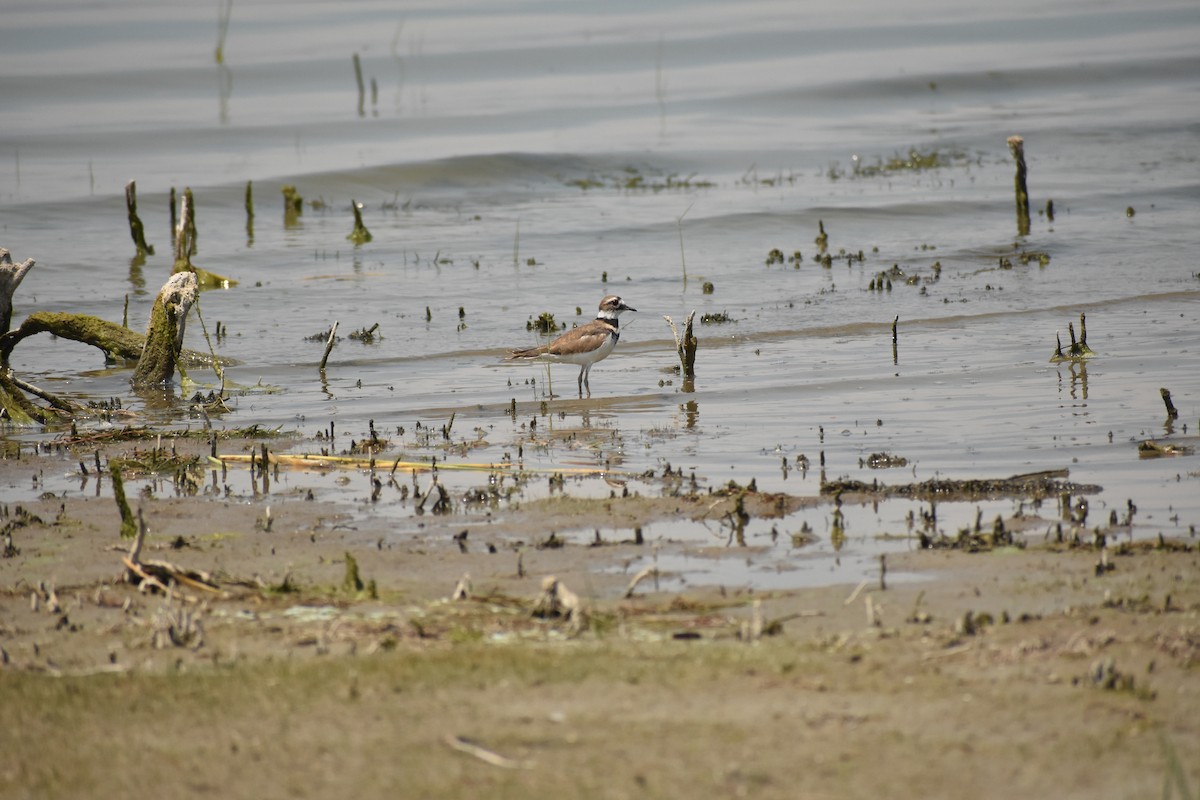 Killdeer - ML642922319