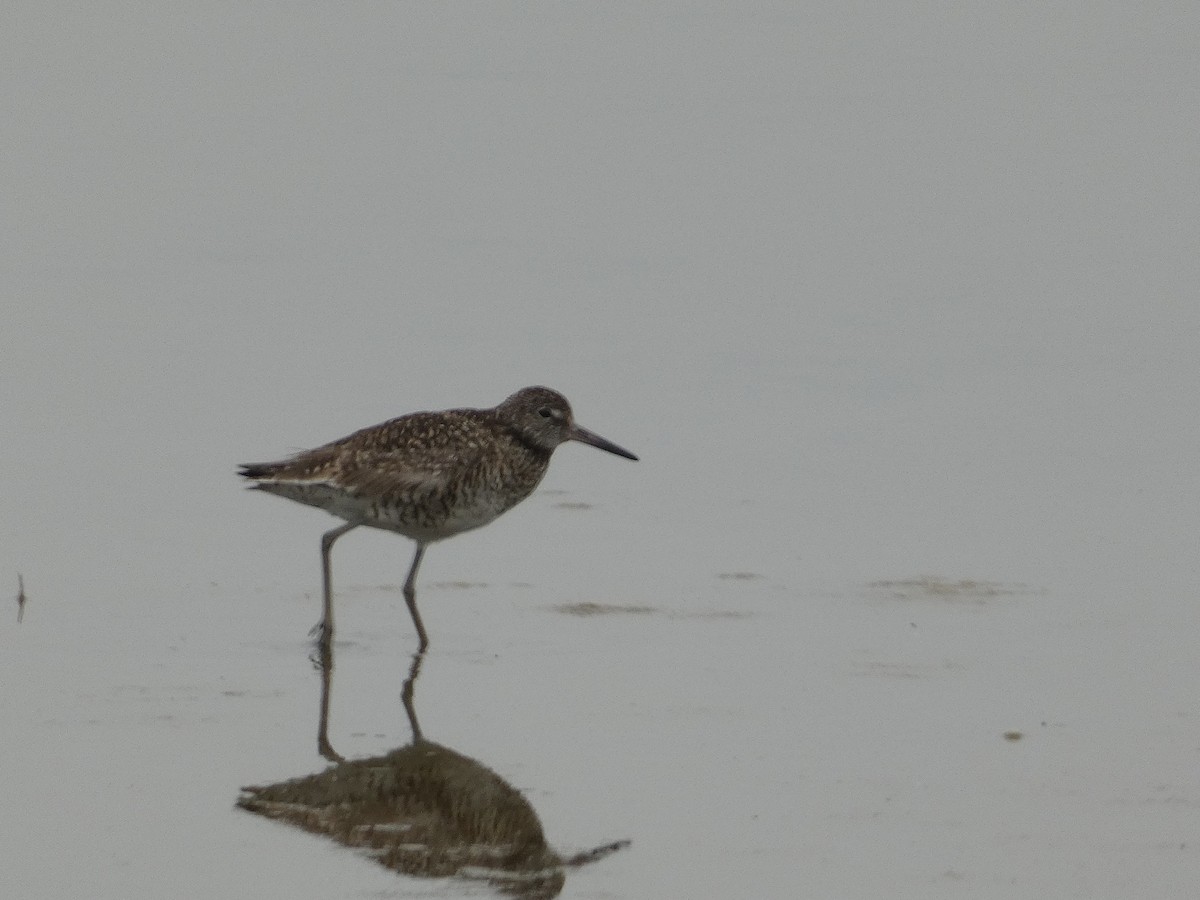 Willet - ML642922320