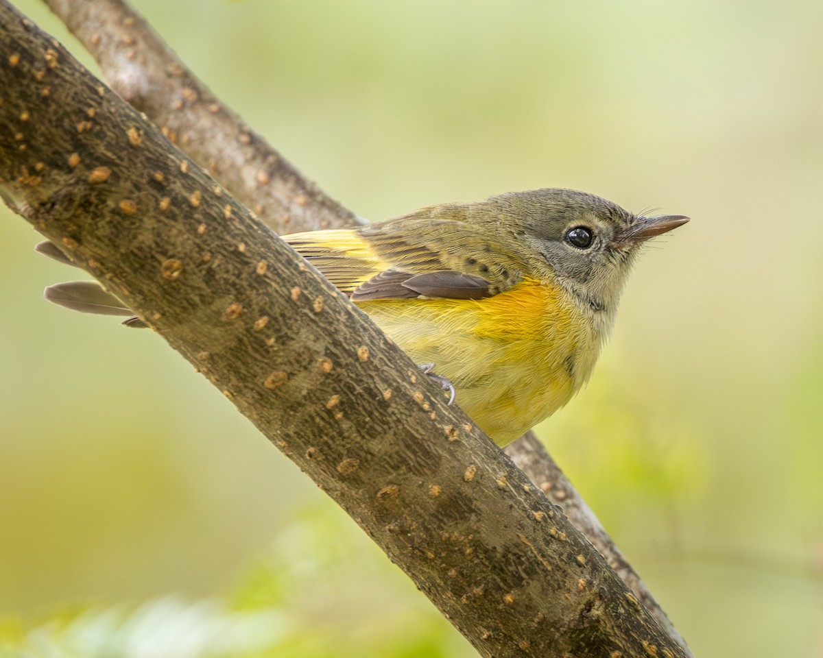 American Redstart - ML642922321
