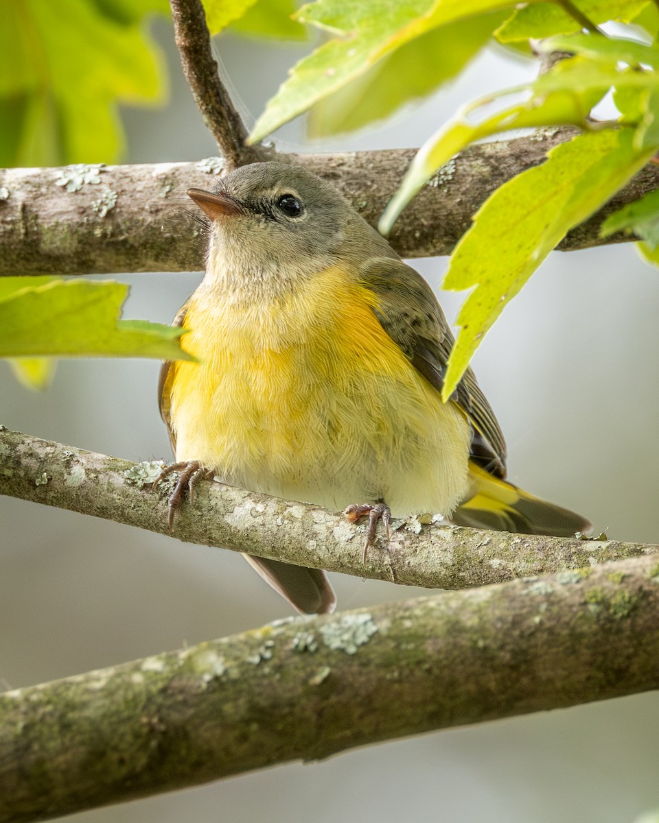 American Redstart - ML642922322