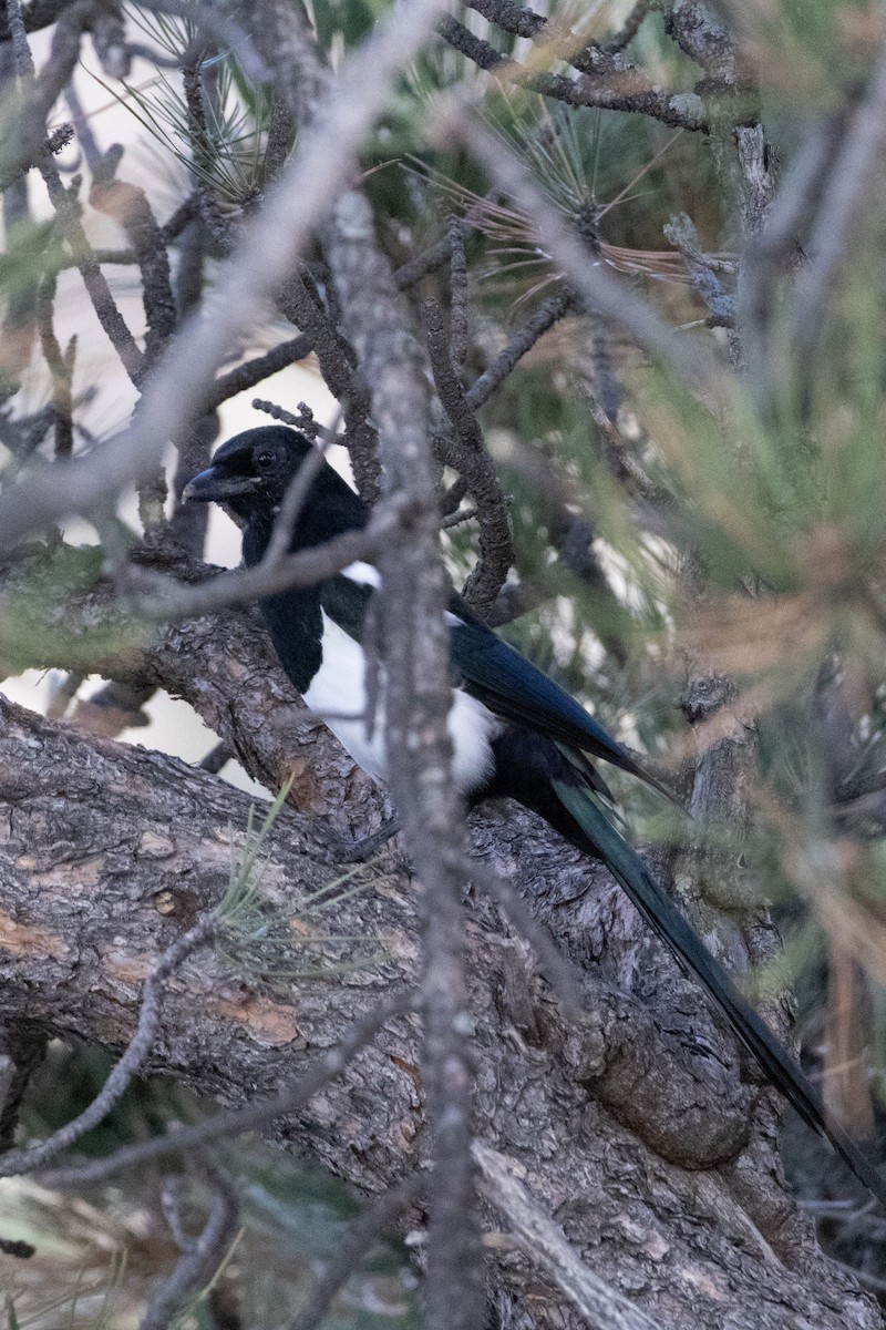 アメリカカササギ - ML642922324