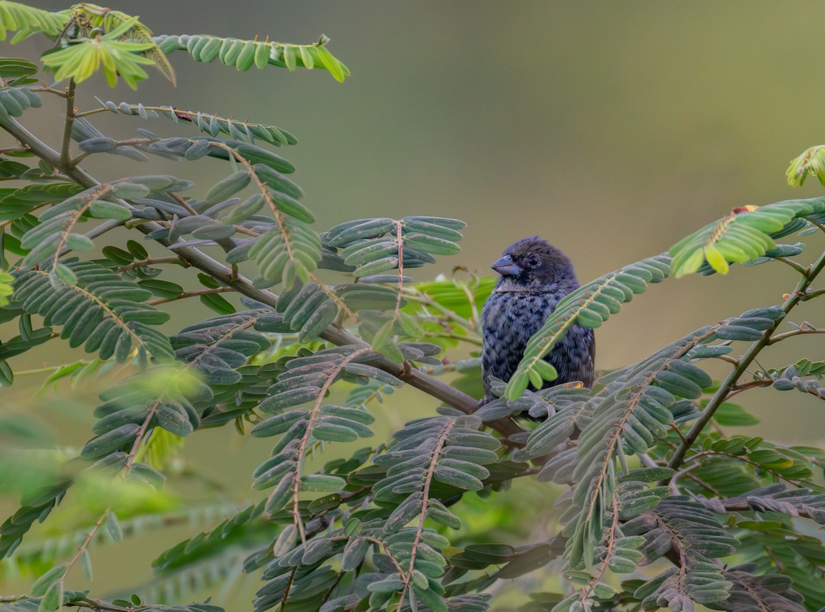 Blue-black Grassquit - ML642922328