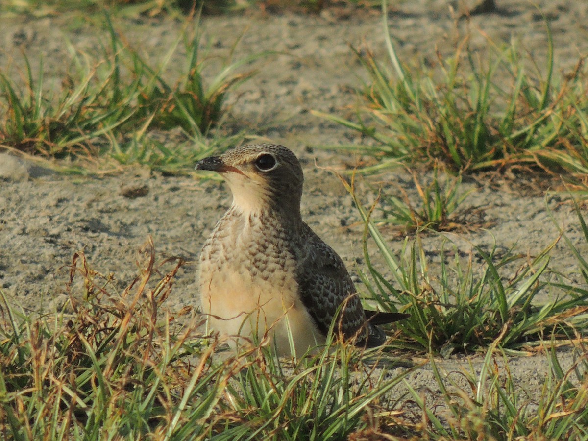 Collared Pratincole - ML642922329